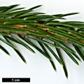 SpeciesSub: var. pungsanensis